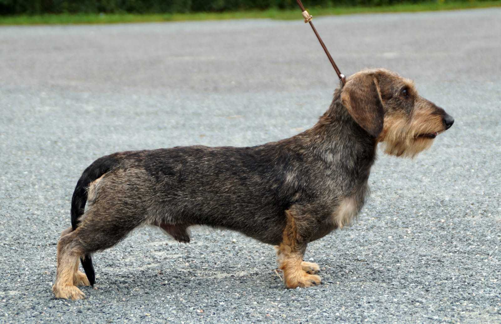 Xyllo von der Bismarck-Eiche