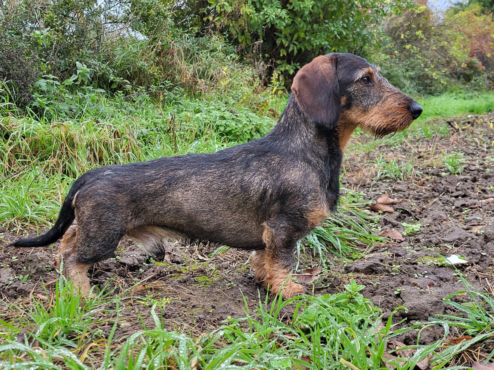 Fidibus vom Linteler-Forst FCI